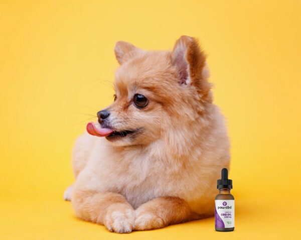 CBD for your pet