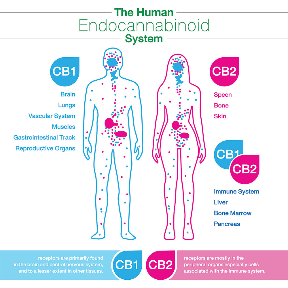Delta-8 and the endocannabinoid system