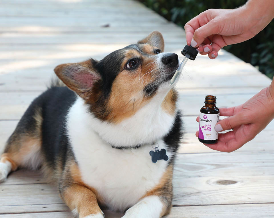 Dog with CBD tincture oil