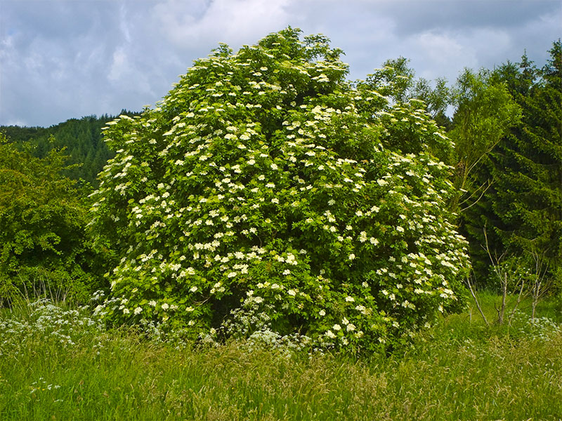 Elderberry Tree